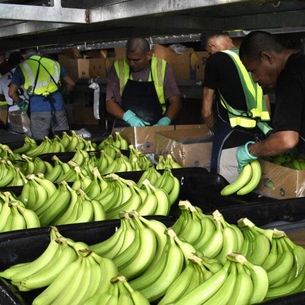 Trabajadores de banano