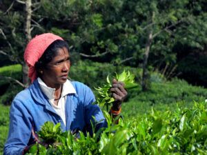 Sri-Lankan-tea-farmer