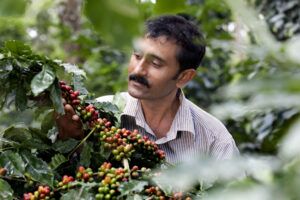 Indian man picking coffee cherries