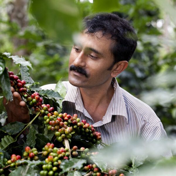 Indian man picking coffee cherries