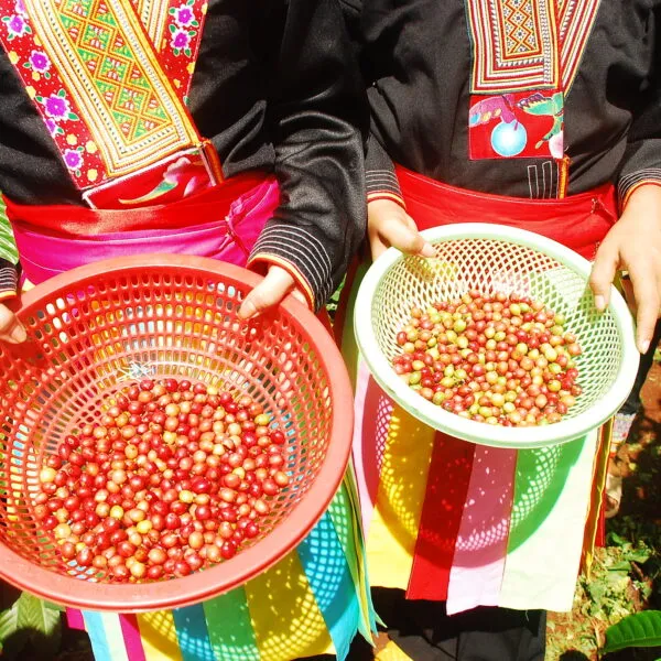 Coffee cherries from a farm in Vietnam