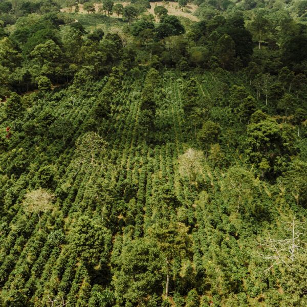 Aerial drone photograph of a coffee farm field.