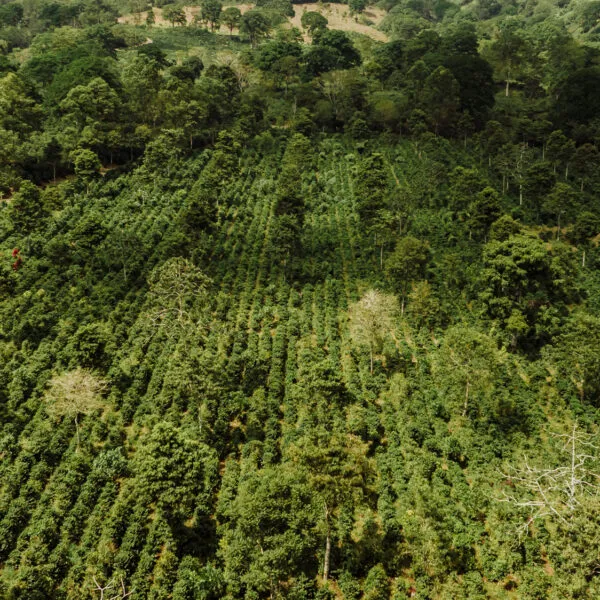 Aerial drone photograph of a coffee farm field.