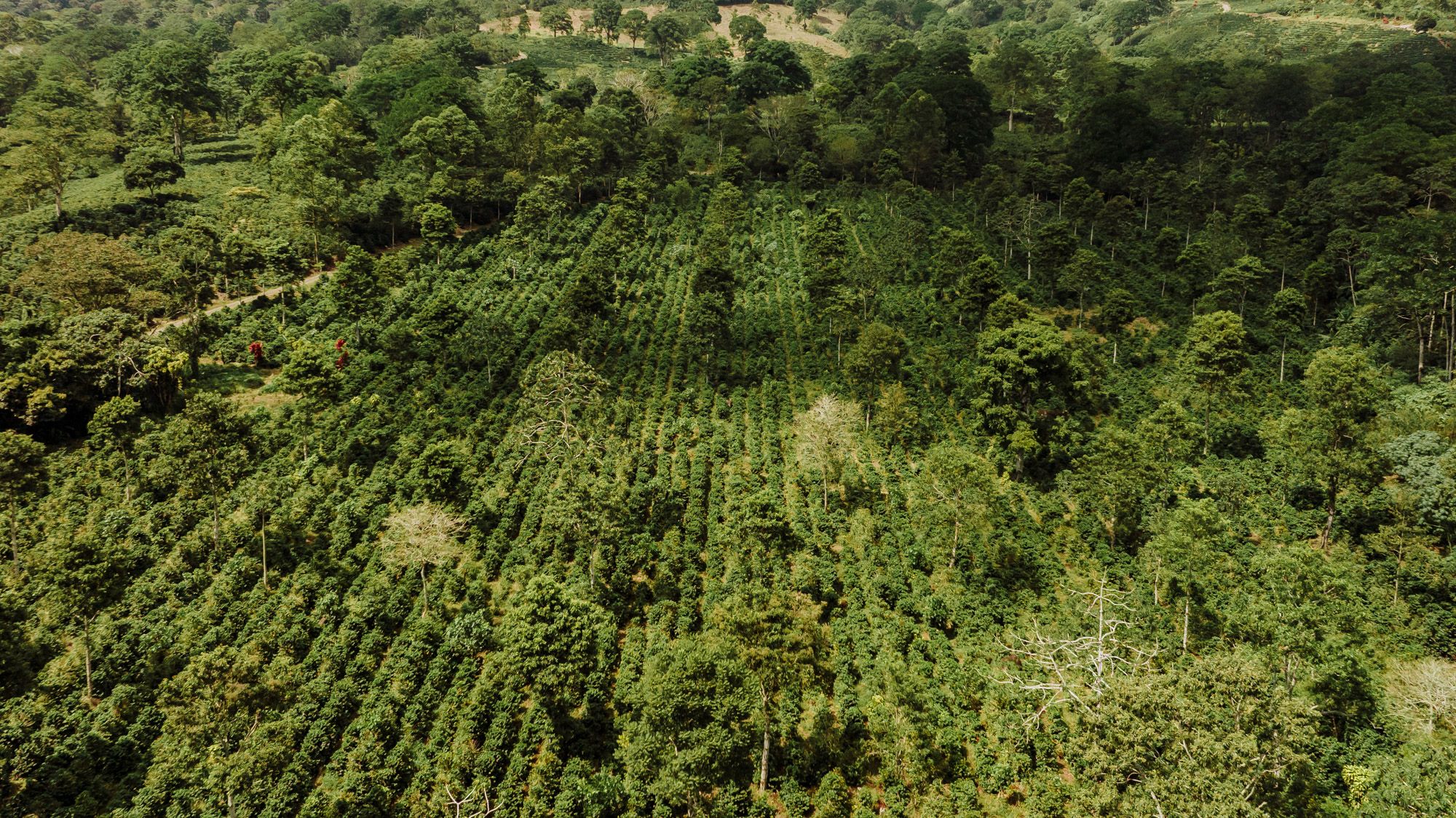 Aerial drone photograph of a coffee farm field.