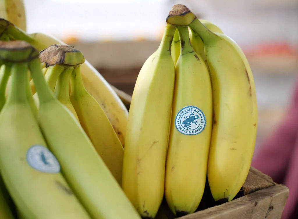 Banana bunch in a crate displaying Rainforest Alliance seal