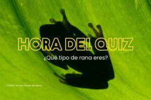 Quiz: ¿qué rana eres?