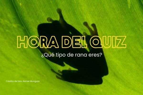 Quiz: ¿qué rana eres?
