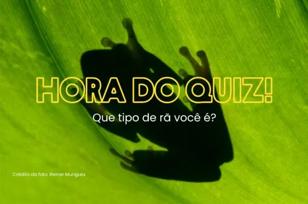 Quiz: Que tipo de rã você é?