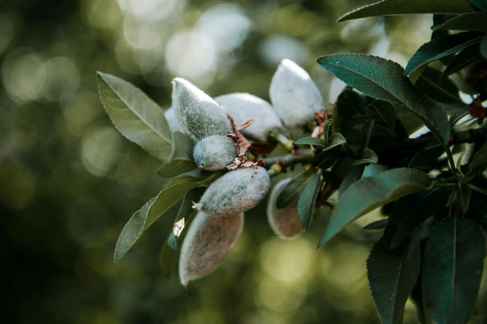 Almond orchard in California, USA.