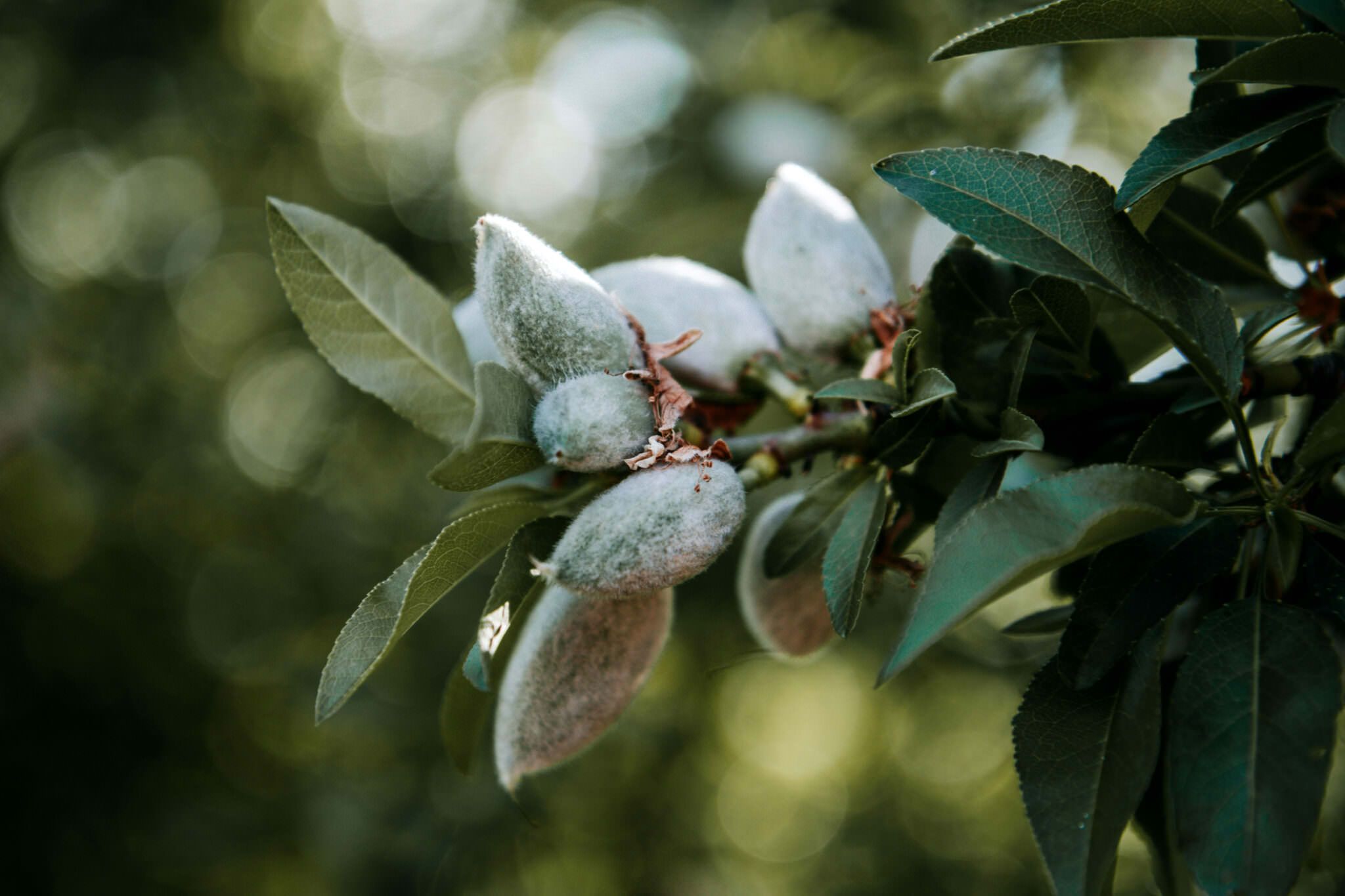 All Nuts Resources | Rainforest Alliance