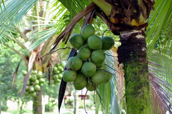 Coconut tree in Costa Rica