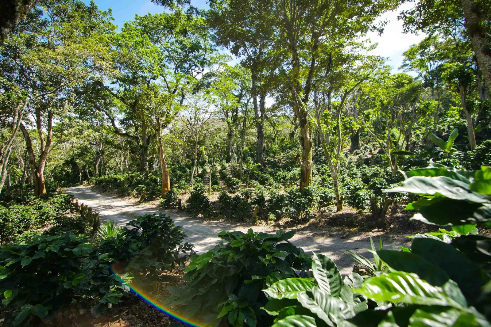 shade coffee farm