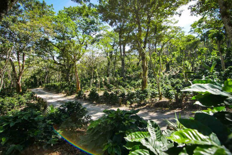 shade coffee farm