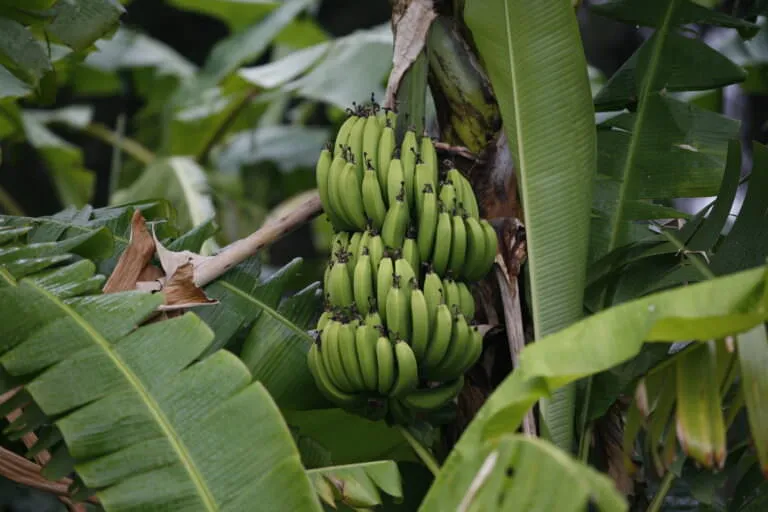 Green bananas in a large bunch, still in the tree