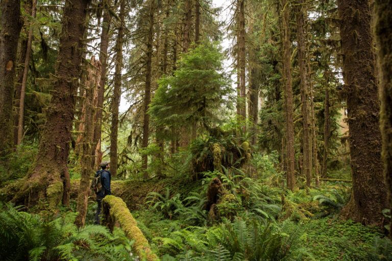 A deep, dense jungle so green and brown and alive it takes a moment to notice a man in the center left of the image, small in the frame and looking up at a smaller tree in the center of the frame