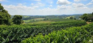 field of coffee plants in Brazil