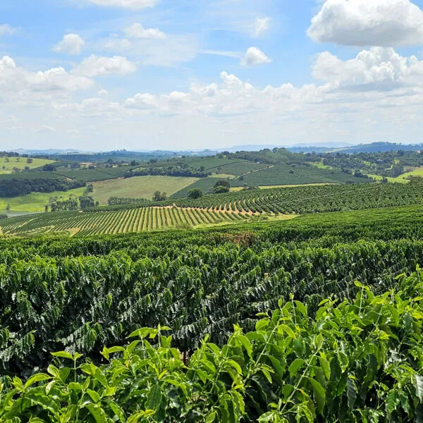 field of coffee plants in Brazil