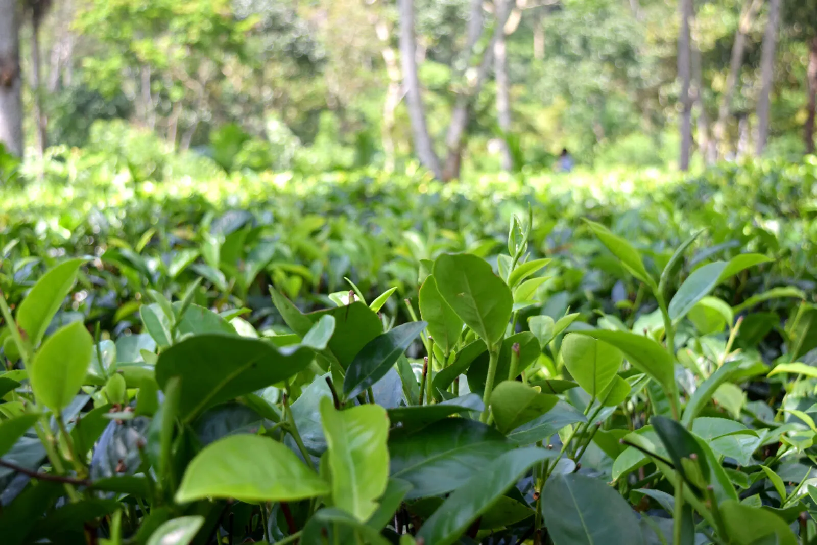 field of tea leaves