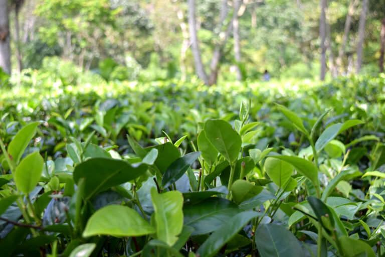 field of tea leaves