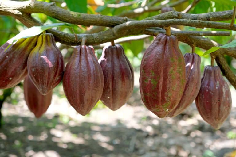 Several cocoa pods clustered along a tree branch.