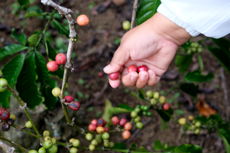 Hand plucking coffee cherries from a coffee plant.