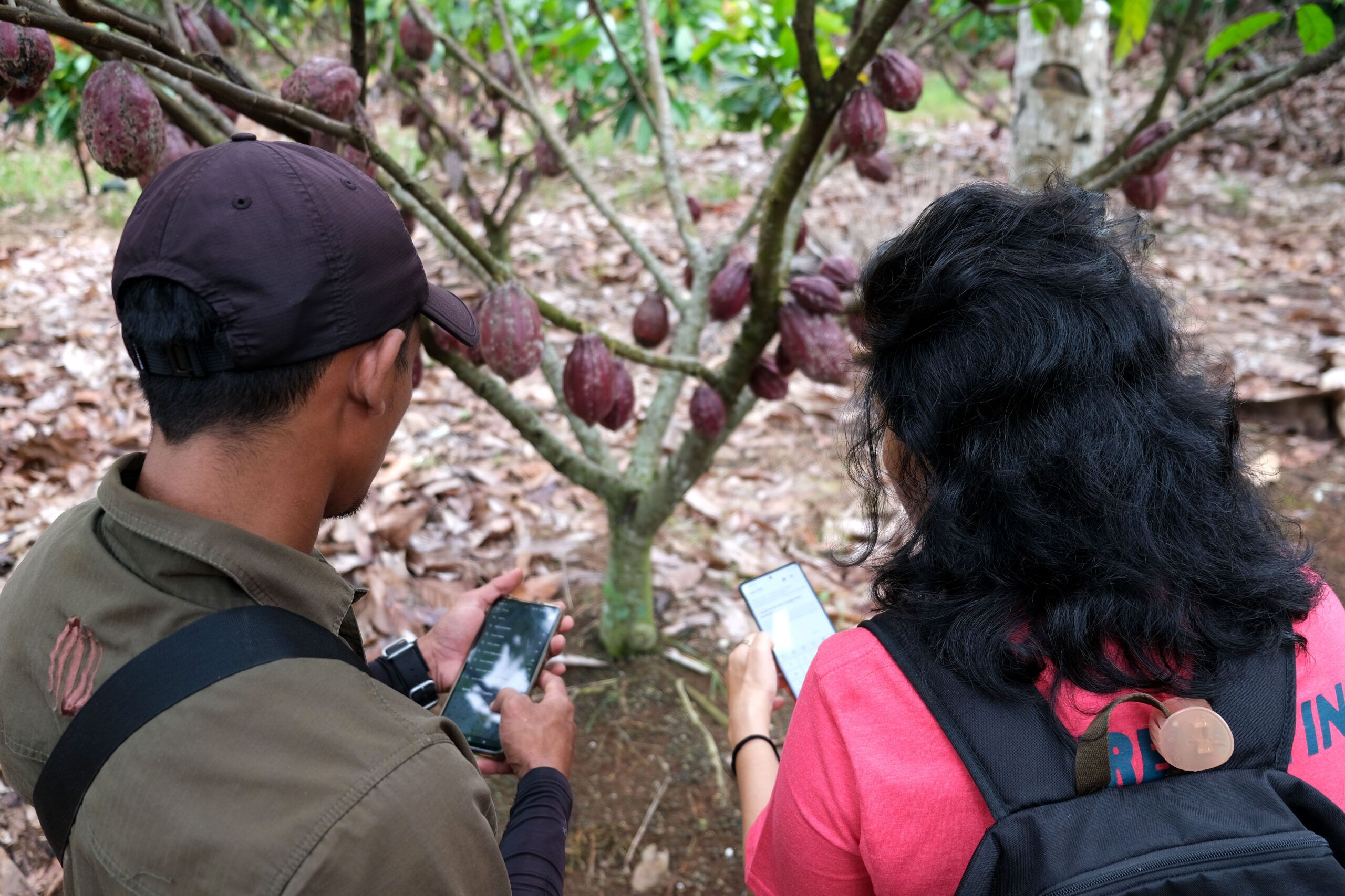 カカオの木の前で携帯電話を見ている男女。