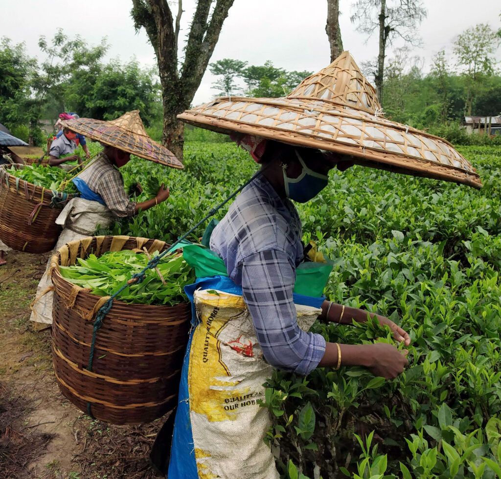 Farmers picking leaves in tea plantation in Assam, India.