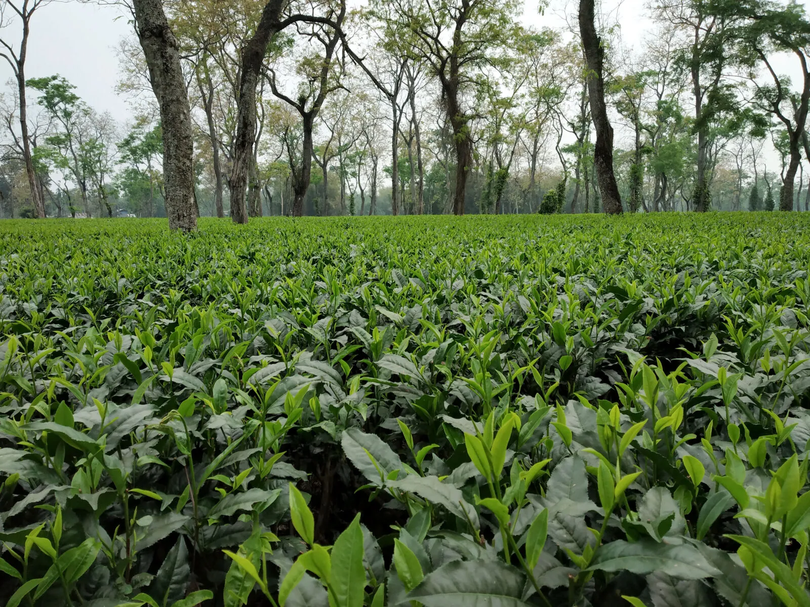 Tea plantation in Assam, India