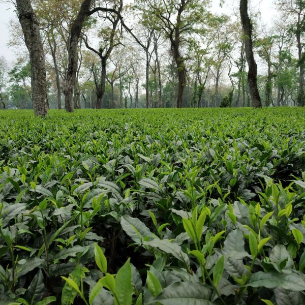 Tea plantation in Assam, India