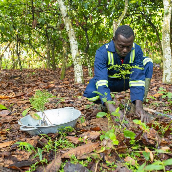 Man planting a tree in the Sui River landscape for afforestation.