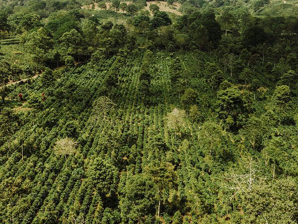 Aerial view of Aquiares Estate farm.