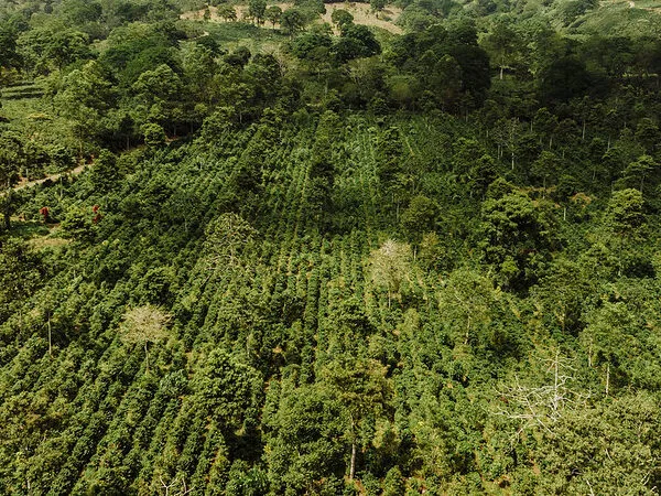 Aerial view of Aquiares Estate farm.