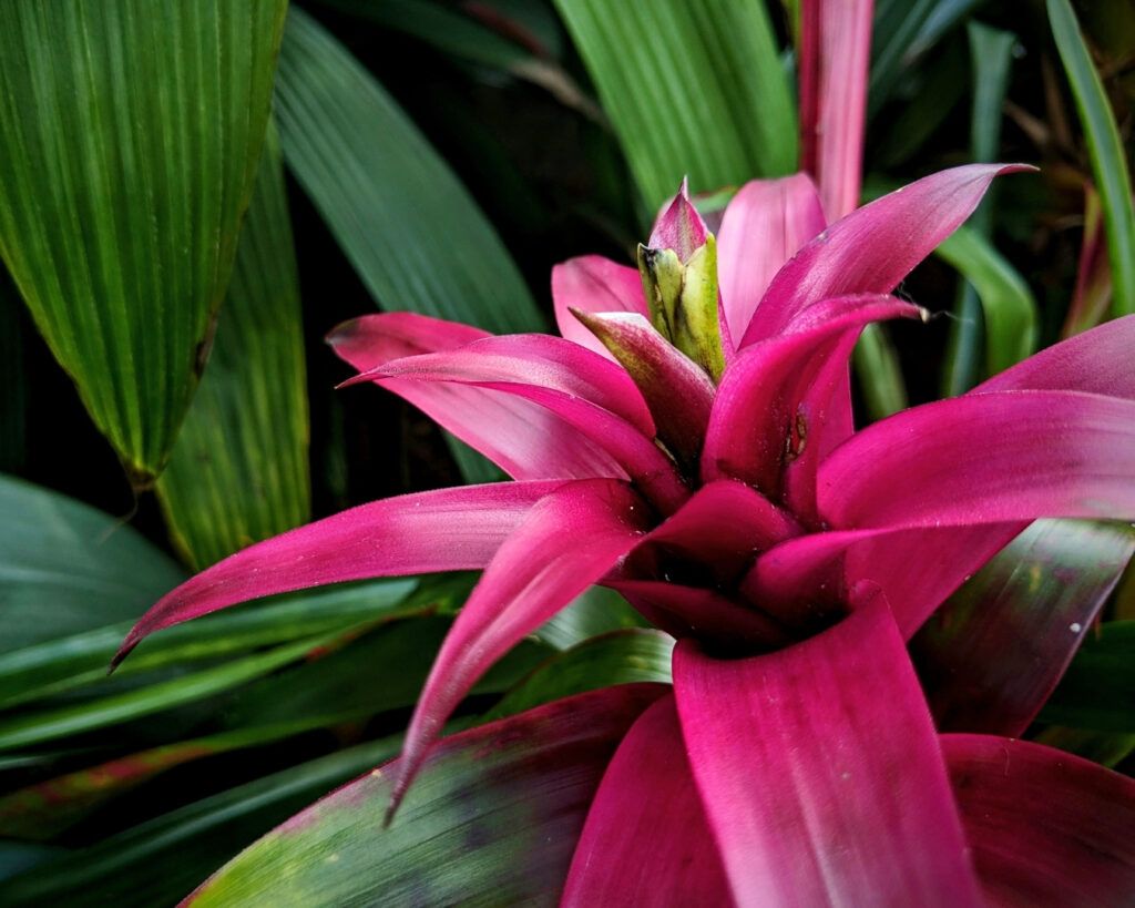 Bromeliad plant