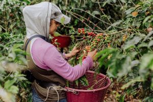 woman picks coffee cherries in farm