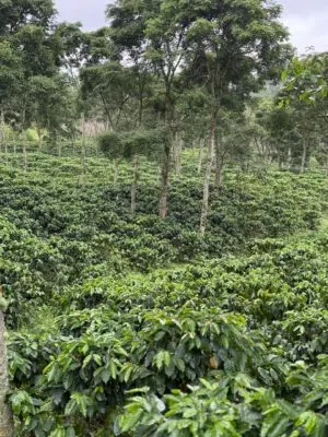 Coffee plantation