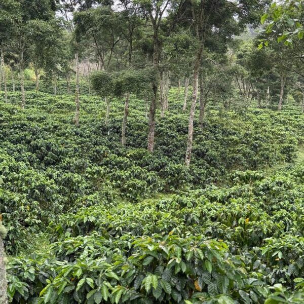 Coffee plantation