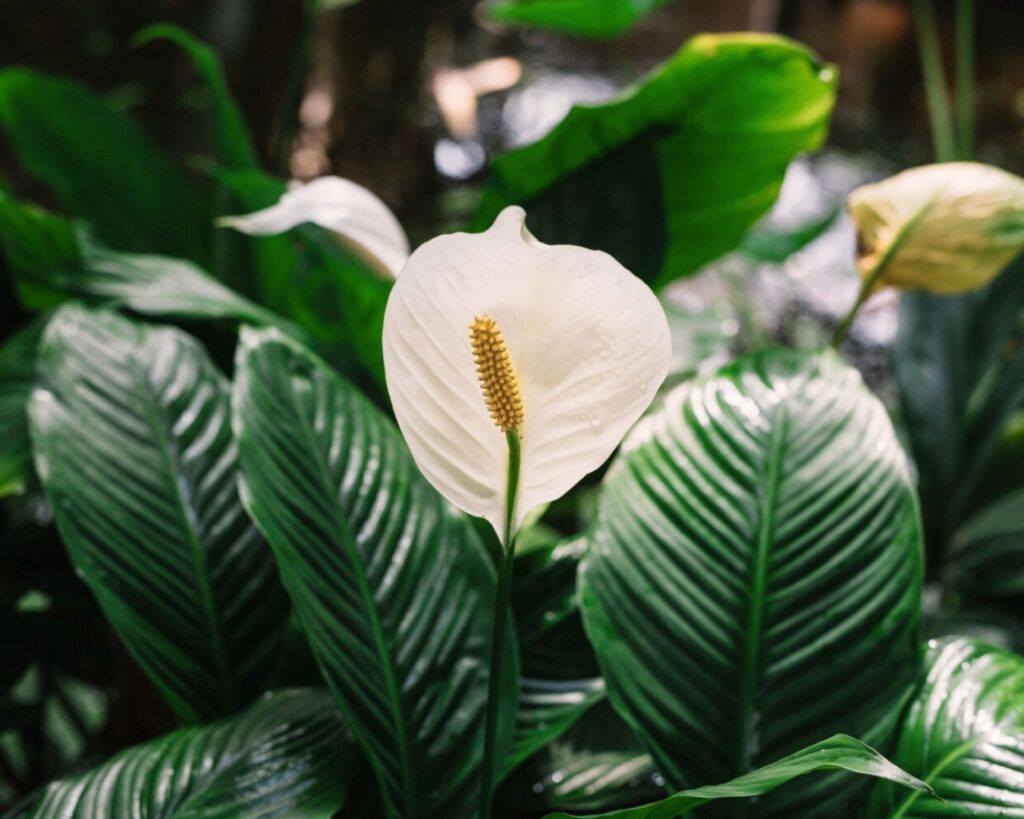  Peace Lily plant