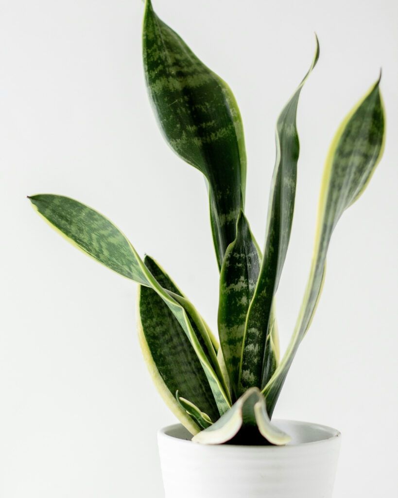 Sansevieria plant