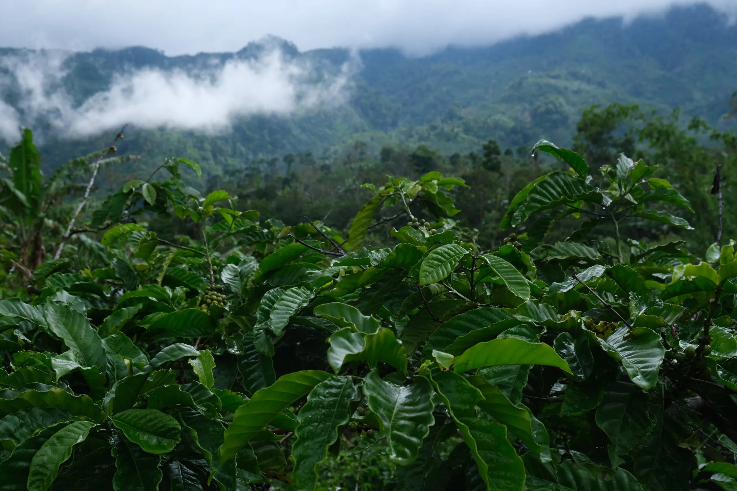 Landscape of plants at Srikandi Coffee