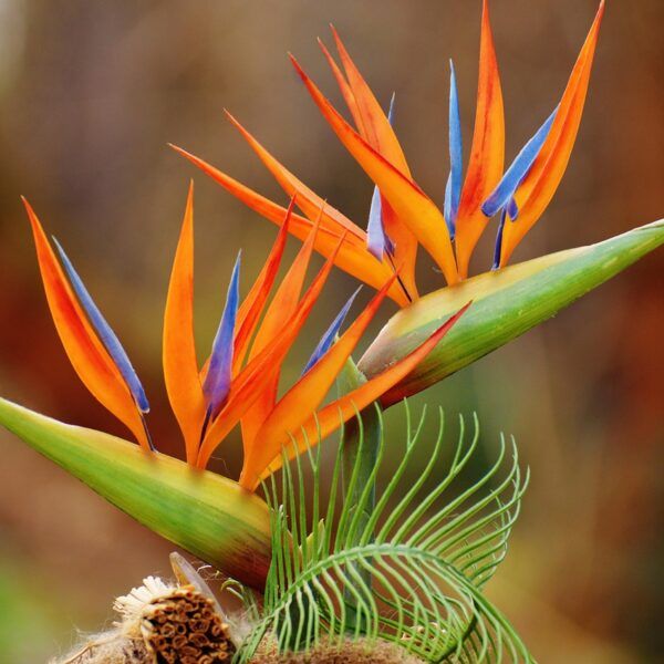 Two Strelitizia plants
