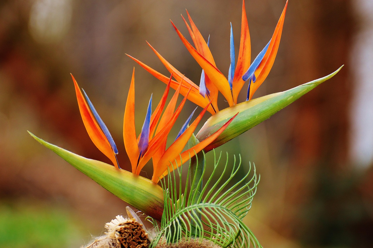 5 Indoor Tropical Houseplants to Make Your Own Rainforest