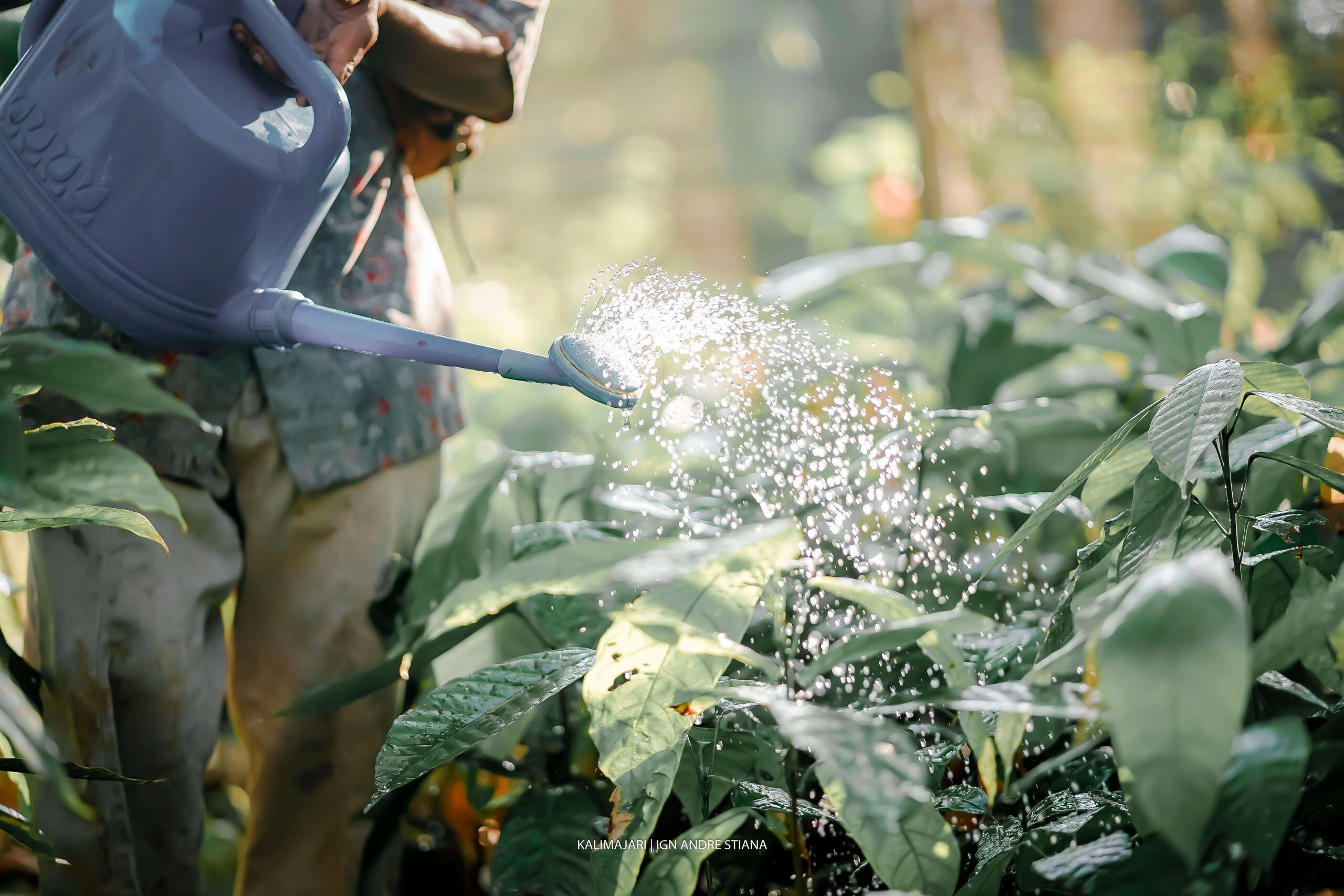 Our New Regenerative Agriculture Standard: A Journey Years in the Making |  Rainforest Alliance