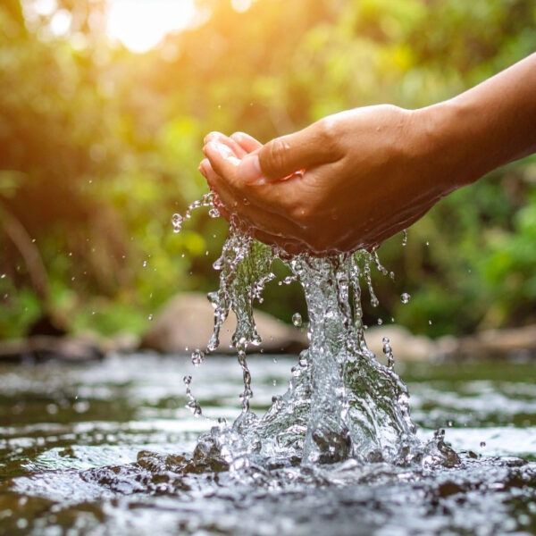 Hands Cupping Water from Forest Stream