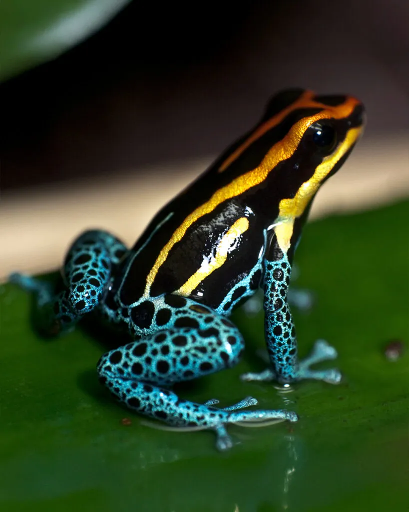 Sky blue poison dart frog.