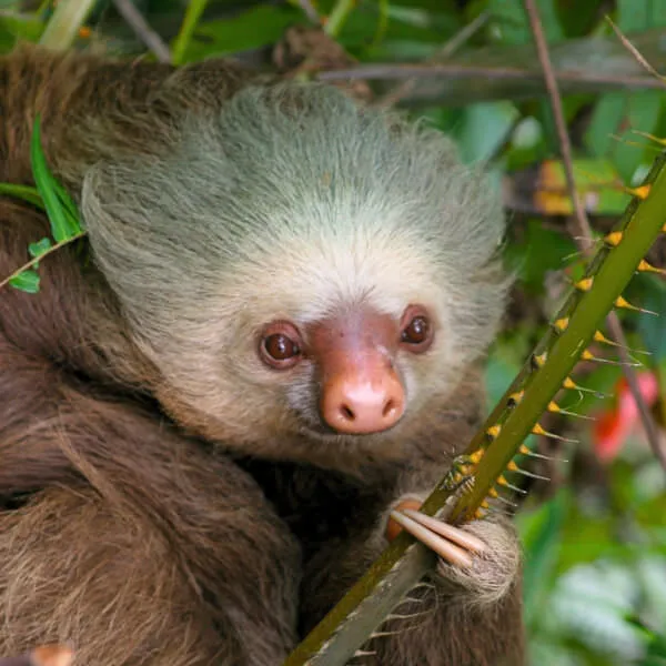 Two-toed Sloth