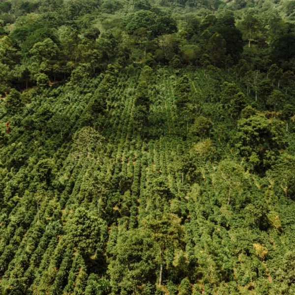 Aerial View of Aquiares Estate: Rainforest Alliance Certified coffee farm in Costa Rica