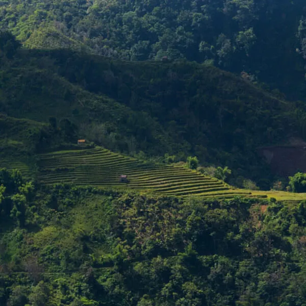 Indonesia Farm Landscape