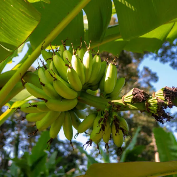 Bananas