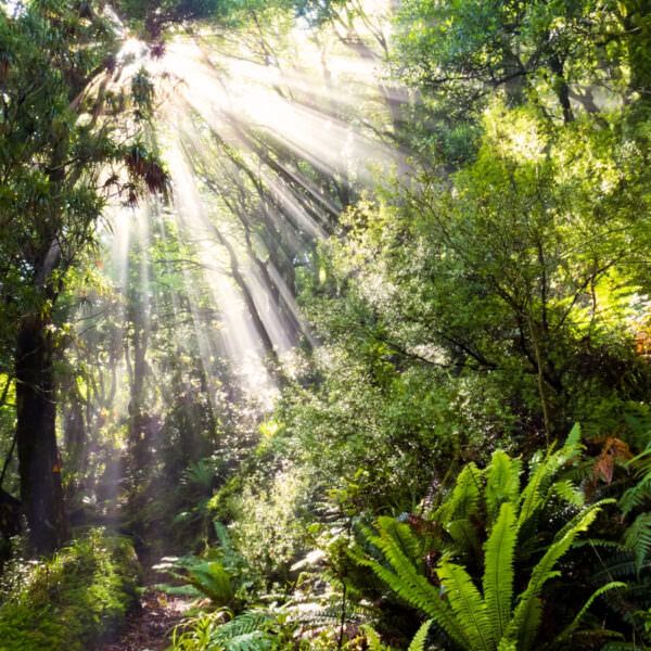 Rays of sunlight through the forest