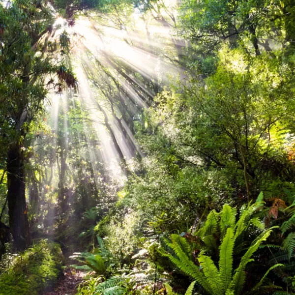 Rays of sunlight through the forest
